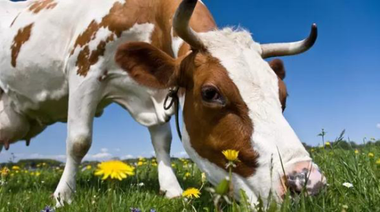 美赞臣奶粉推动国内乳市发展建立新的产品管理制度